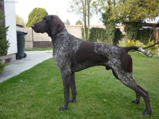 Vasko z Potôňskej Lúky