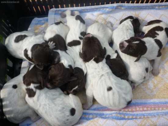 šteňatá NKS z Potôňskej Lúky po Olin a Dicsö