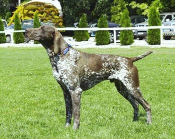 Jorbaháti Nimród Dicsö Chovný Pes