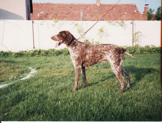 Mojho chovu prvá chovná suka Bessi z Potôňskej Lúky