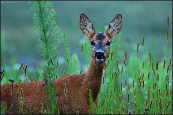 Srna lesná /Capreolus capreolus/