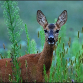 Srna lesná /Capreolus capreolus/