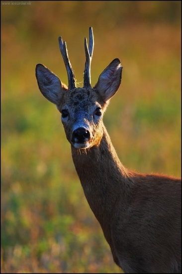Srnec lesný /Capreolus capreolus/