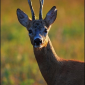 Srnec lesný /Capreolus capreolus/