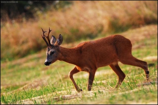 Srnec lesný /Capreolus capreolus/
