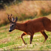 Srnec lesný /Capreolus capreolus/