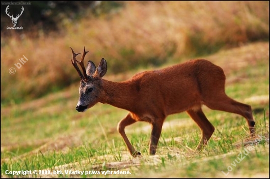 Srnec lesný /Capreolus capreolus/