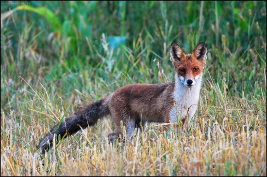 Líška hrdzavá,uhliarka/ Vulpes vulpes/