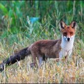 Líška hrdzavá,uhliarka/ Vulpes vulpes/