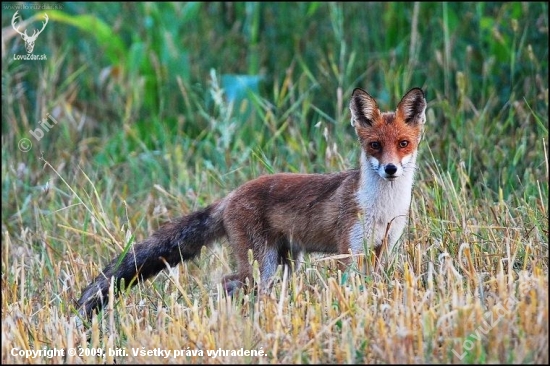 Líška hrdzavá,uhliarka/ Vulpes vulpes/