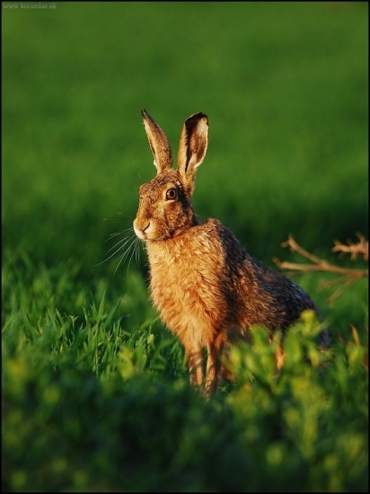 Zajac poľný /Lepus europaeus/