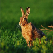 Zajac poľný /Lepus europaeus/