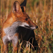 Líška hrdzavá / Vulpes vulpes/