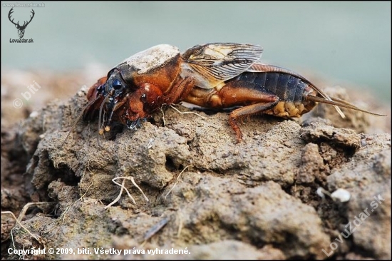 Krtonôžka obyčajná /Gryllotalpa gryllotalpa/