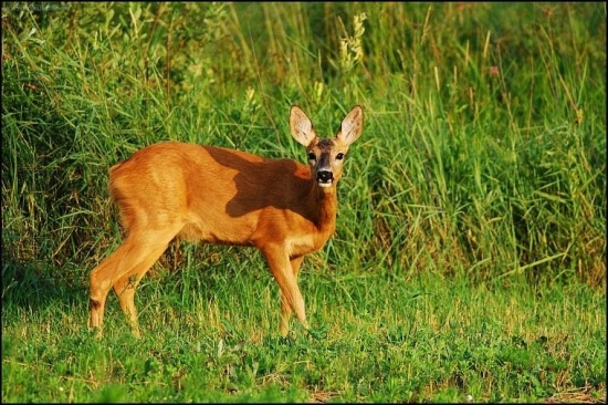 Srna lesná /Capreolus capreolus/