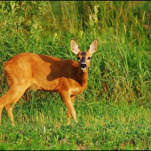 Srna lesná /Capreolus capreolus/