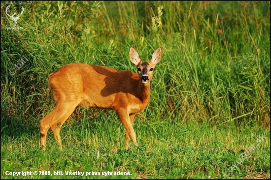 Srna lesná /Capreolus capreolus/