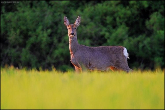 Srna lesná /Capreolus capreolus/