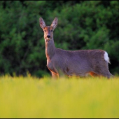 Srna lesná /Capreolus capreolus/