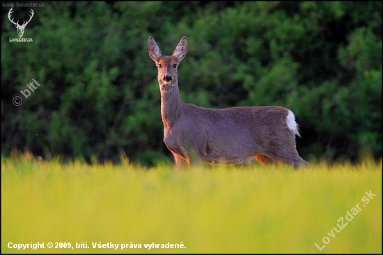 Srna lesná /Capreolus capreolus/