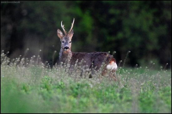 Srnec lesný /Capreolus capreolus/