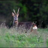 Srnec lesný /Capreolus capreolus/