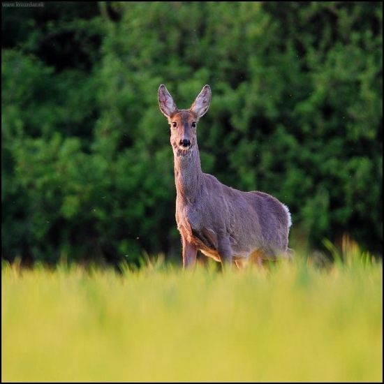 Srna lesná /Capreolus capreolus/