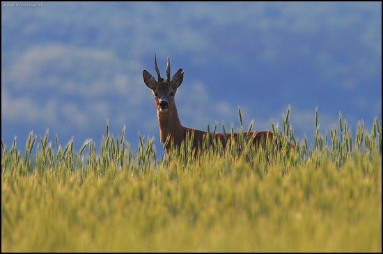 Srnec lesný /Capreolus capreolus/