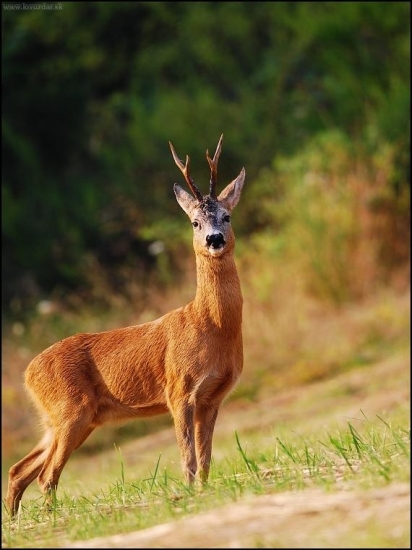 Srnec lesný /Capreolus capreolus/