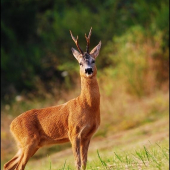 Srnec lesný /Capreolus capreolus/