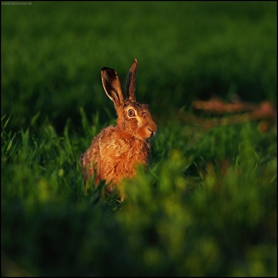 Zajac poľný /Lepus europaeus/
