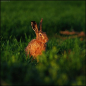 Zajac poľný /Lepus europaeus/