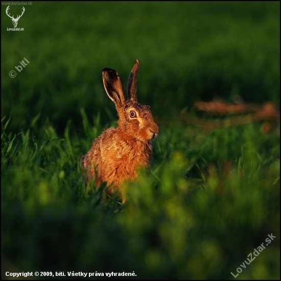 Zajac poľný /Lepus europaeus/