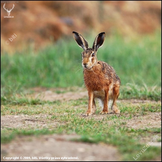 Zajac poľný /Lepus europaeus/