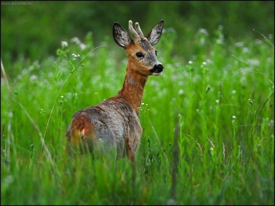 Srnec lesný /Capreolus capreolus/