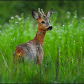 Srnec lesný /Capreolus capreolus/