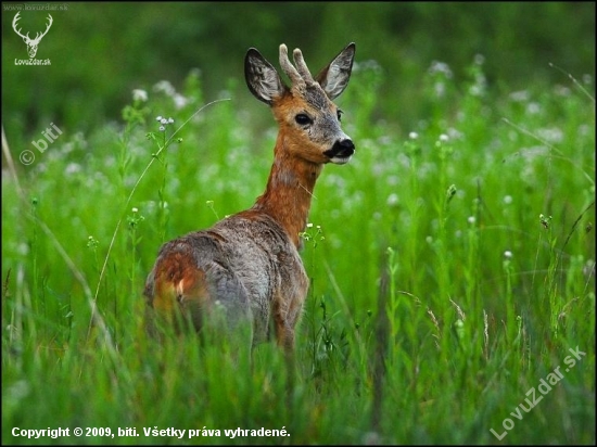 Srnec lesný /Capreolus capreolus/