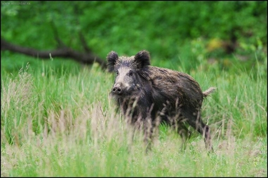 diviak lesný (Sus scrofa)