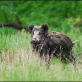 diviak lesný (Sus scrofa)