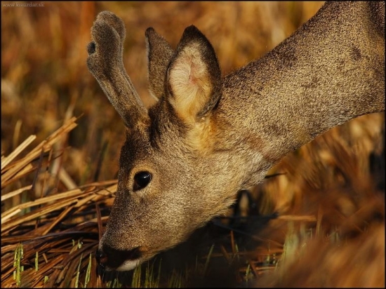 Srnec lesný /Capreolus capreolus/