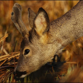 Srnec lesný /Capreolus capreolus/