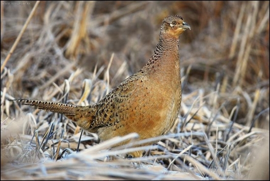 Bažant poľovný/ phasianus colchicus/