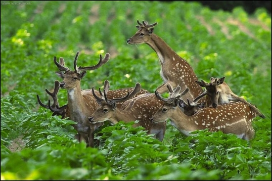 Daniel škvrnitý (Cervus dama)