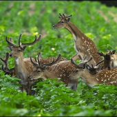 Daniel škvrnitý (Cervus dama)