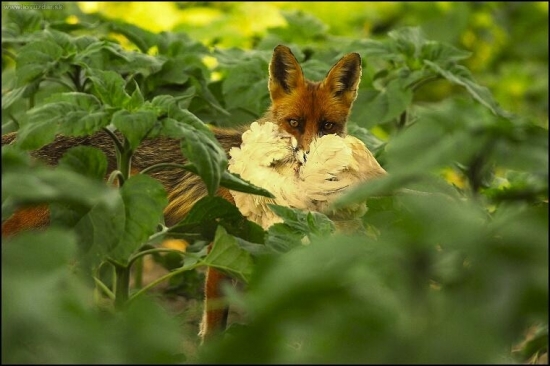 Uf,sused má o jednu sliepku menej!