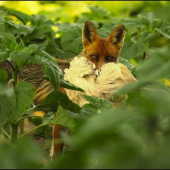 Uf,sused má o jednu sliepku menej!