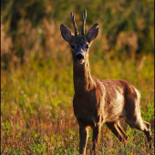 Vypľazený jazyk...