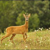 Chovný ročák alebo dvojročný výrad?