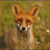 Keď dobehne na krok..