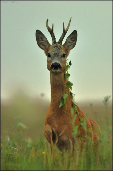Srnec s náhrdelníkom